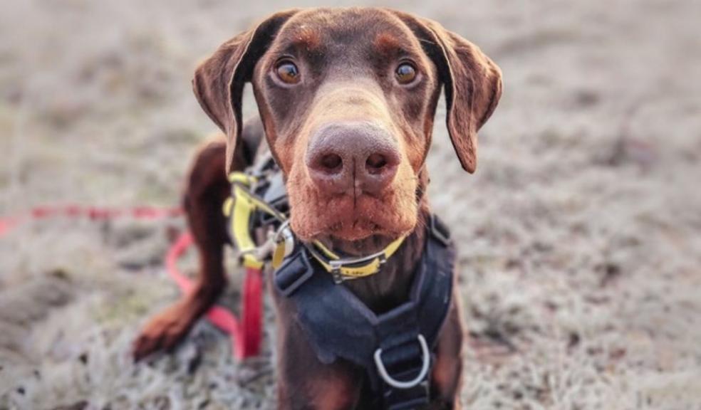dog on a cold weather walk