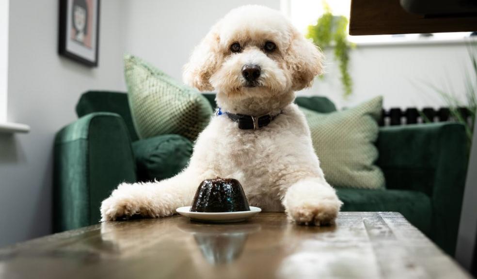 Image credit: ACME Kennels