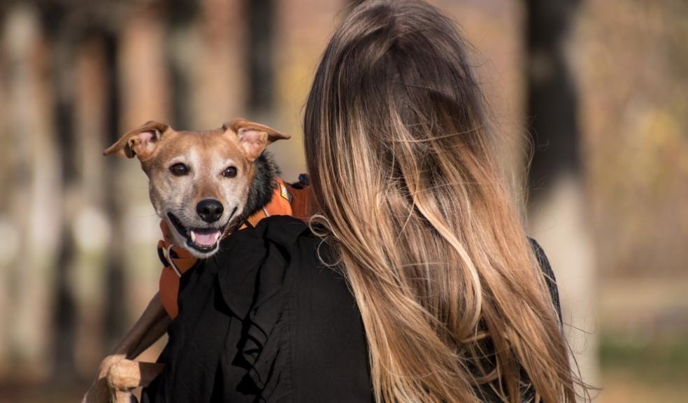 dog survey dog survey