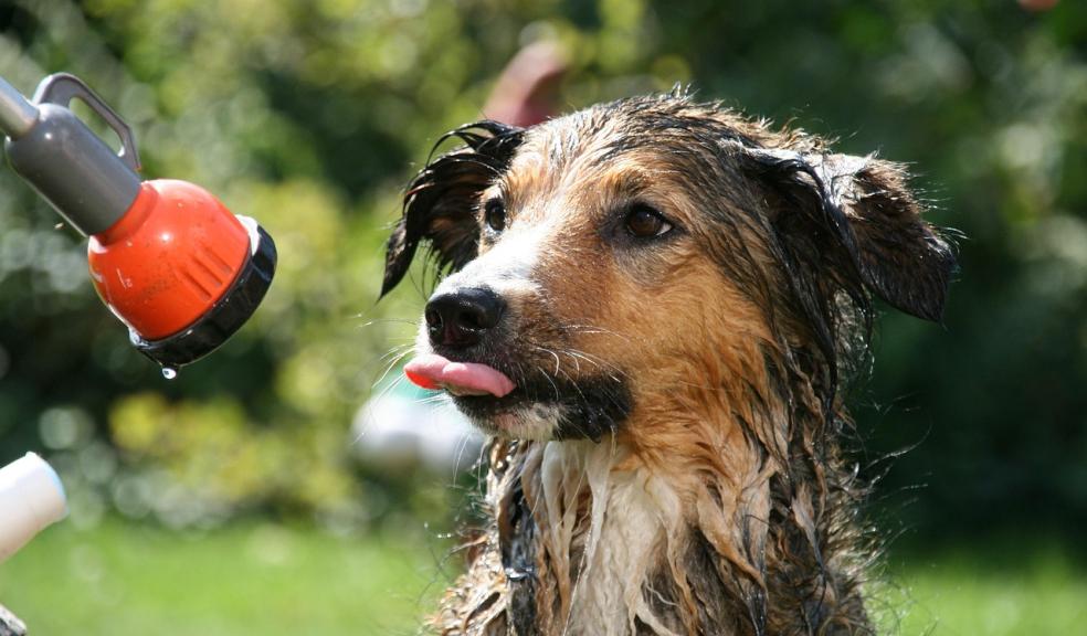 Dog Shower Dog Shower