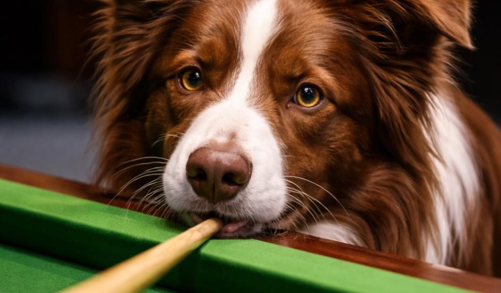 Dog chewing as snooker cue with head on a green backed snooker table 