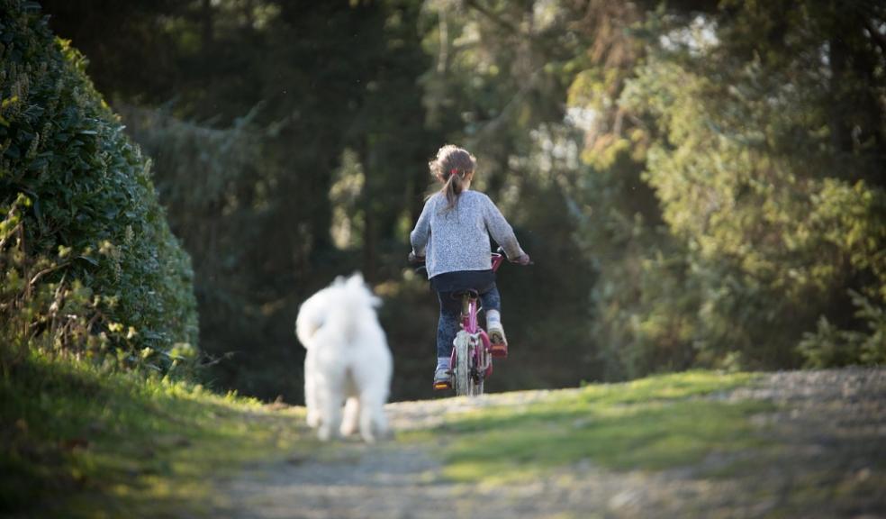 dogs fun day