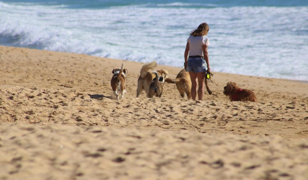 Dogs on the beach