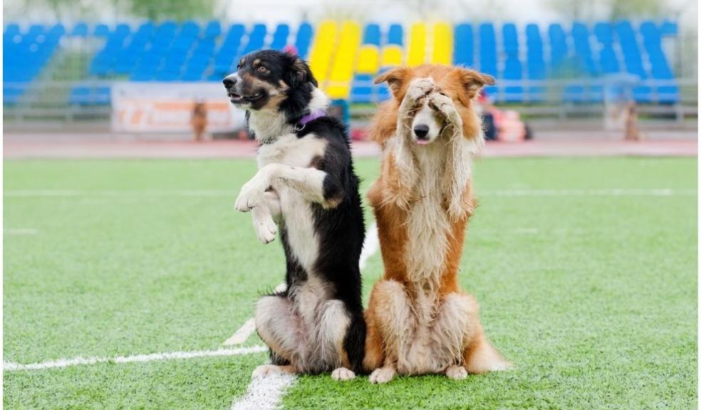border collie dogs