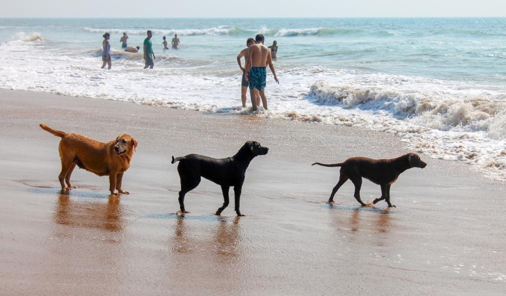 With schools across the country breaking up for the summer holidays, millions of families will be flocking to the seaside to make the most of the warm weather. And with a third of all UK households now owning a dog, many families will be choosing to share With schools across the country breaking up for the summer holidays, millions of families will be flocking to the seaside to make the most of the warm weather. And with a third of all UK households now owning a dog, many families will be choosing to share