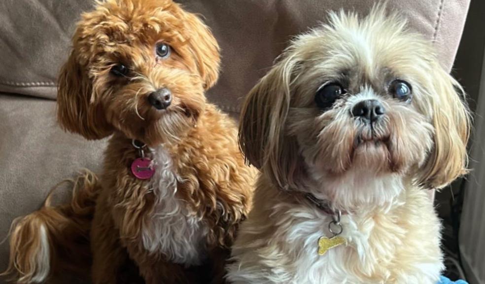 two cute dogs sitting on a sofa