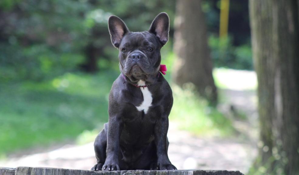 French Bulldog French Bulldog