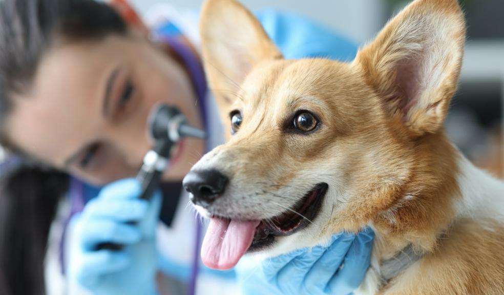 Corgi dog having its ears examined by a veterinary