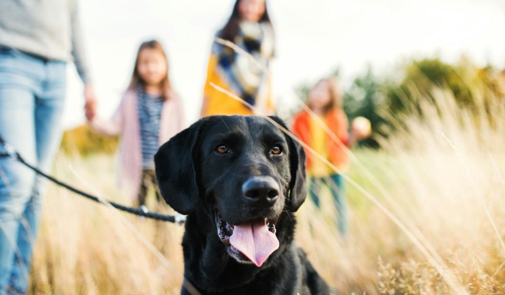 family walking their black Labrador dog