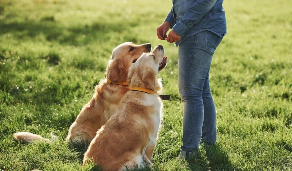 two dogs returning to owner for praise while walking in countryside