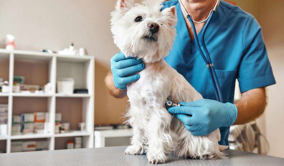 A white Scottish Terrier being examined by a veterinarian