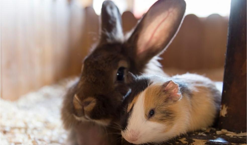 Guinea pig and a Rabbit guinea pig and a rabbit