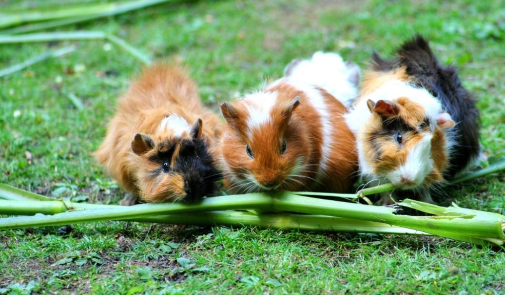 Guinea Pig Forum Guinea Pig Forum