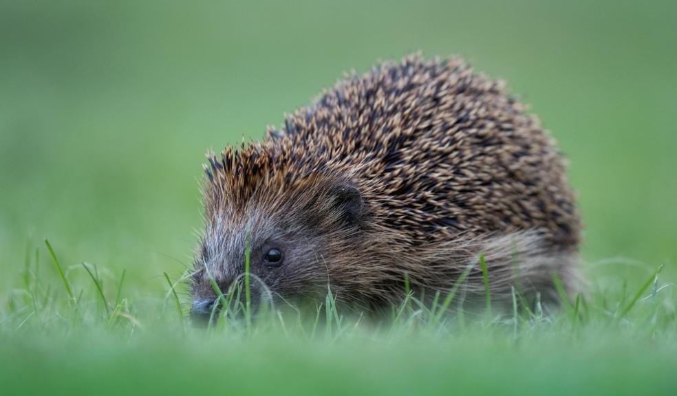 Hedgehog Garden Hedgehog Garden