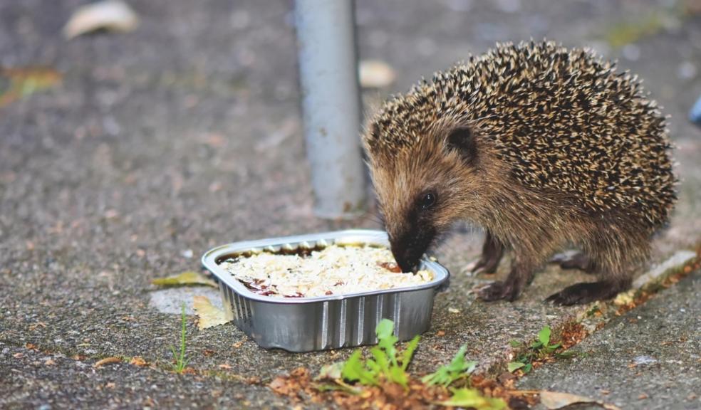 Hedgehogs Hedgehogs