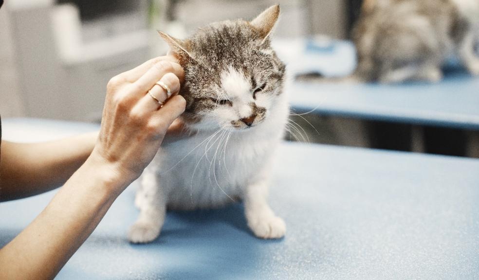 A kitten on a vet's table