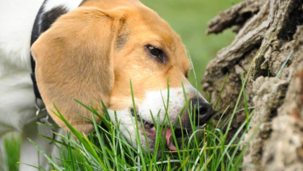 A dog eating grass A dog eating grass