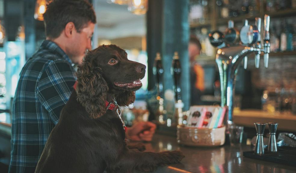 dog and owner sitting at a bar in a public house