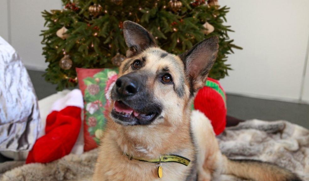 German Shepherd at Christmas
