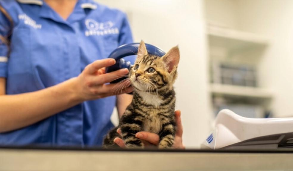 kitten being scanned for a microchip by nurse