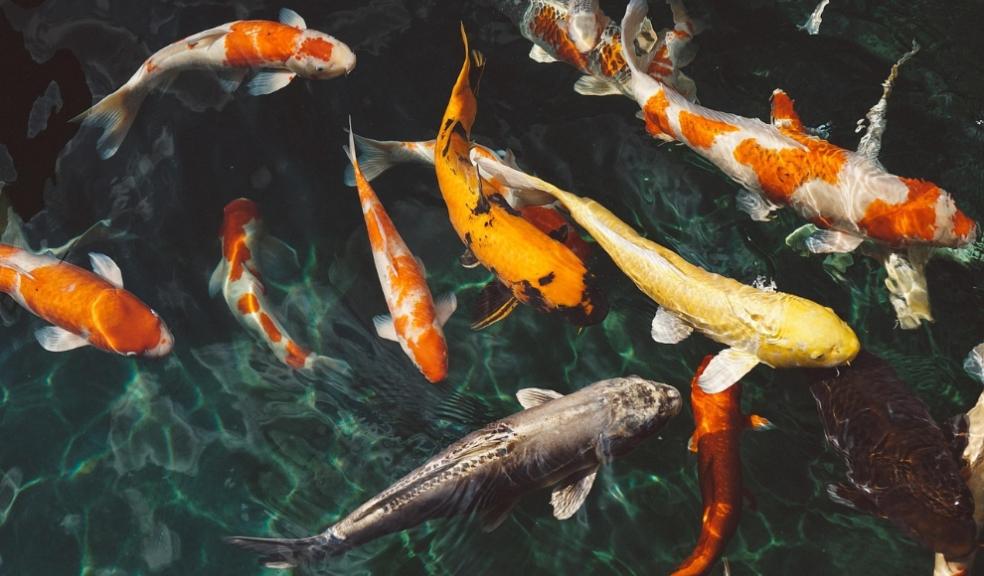 koi-fish record price koi-fish record price