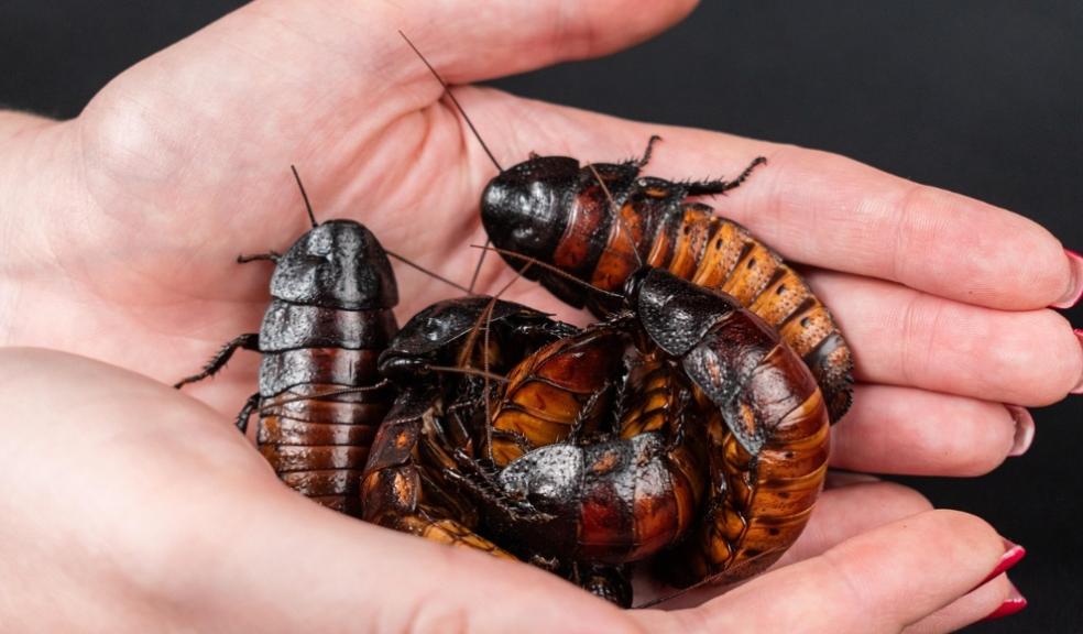 madagascar-hissing-cockroach