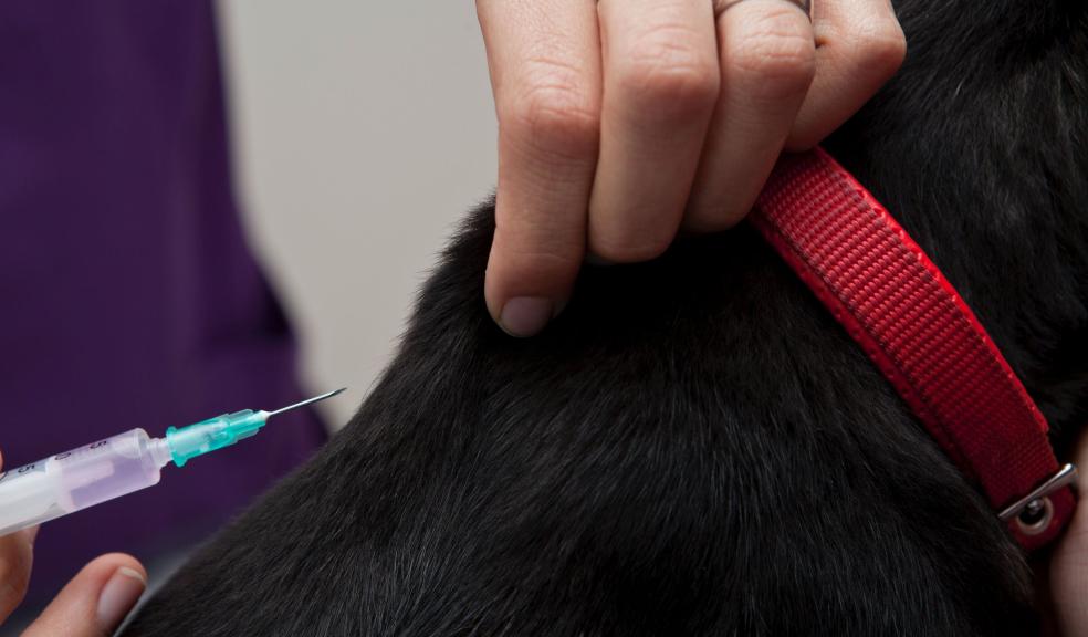 Close-up Photo of Pet being injected with Medicine