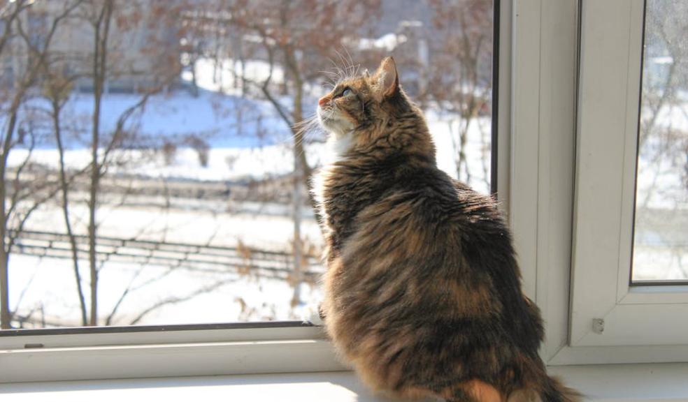cat sitting by window looking out at snow