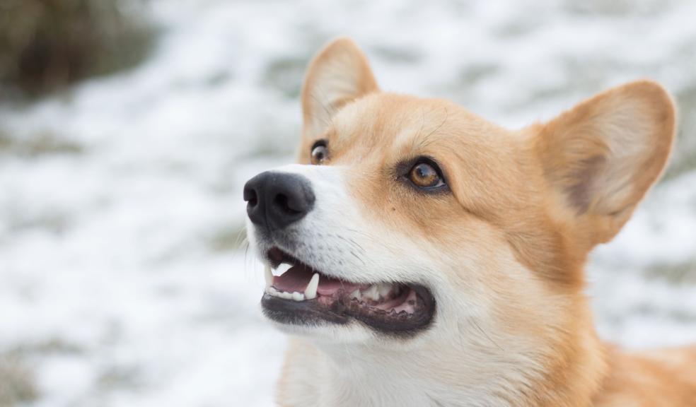 A dog in the snow