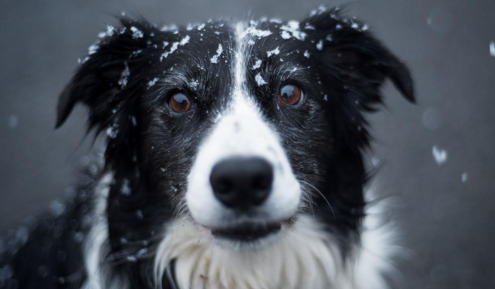 Selective Focus Photography of Adult Black and White Border Collie Selective Focus Photography of Adult Black and White Border Collie