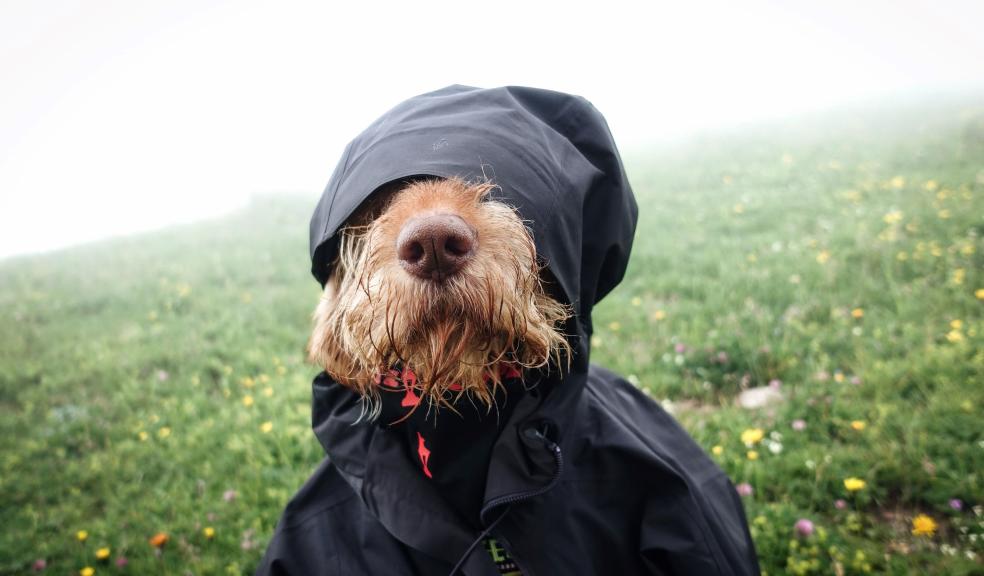 Dog Dressed in Jacket