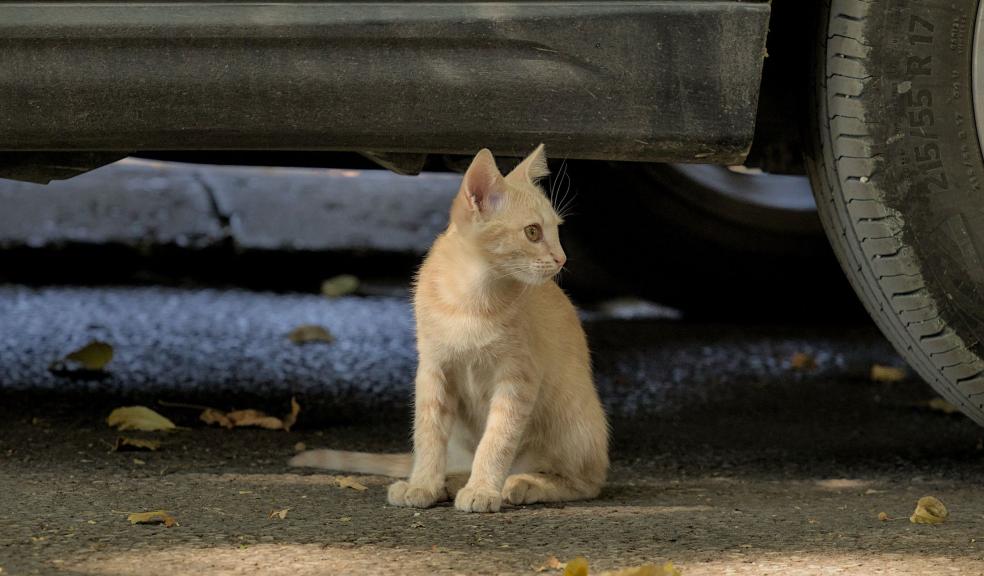 Cat under a car