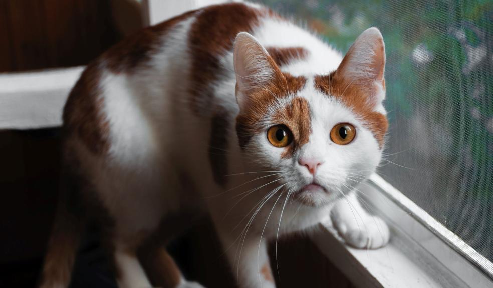 Orange And White Cat On Window