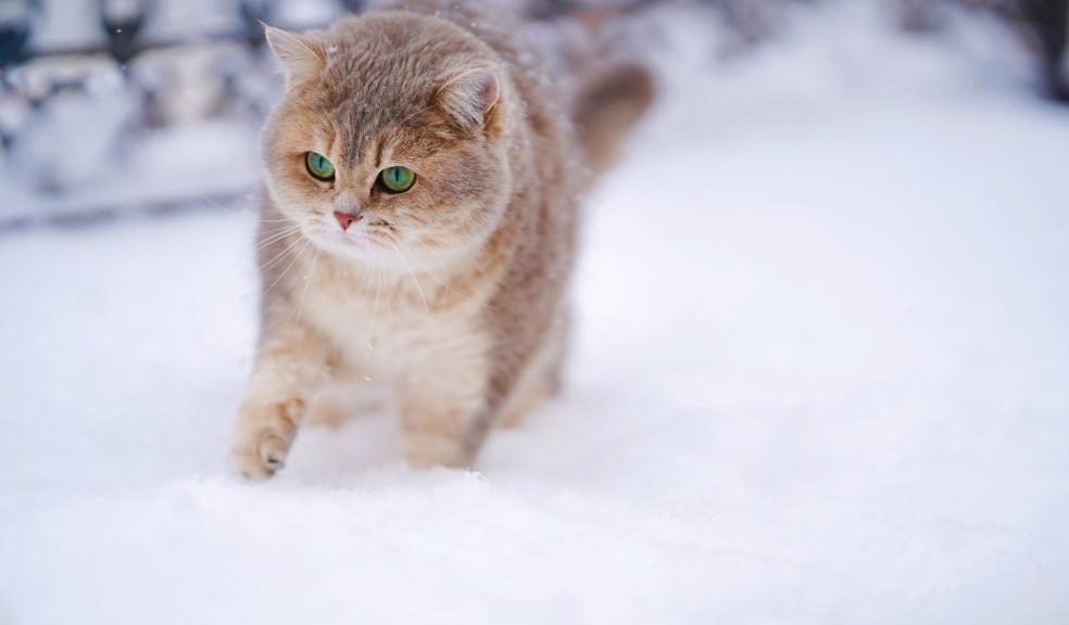 Cat On Snow Covered Ground