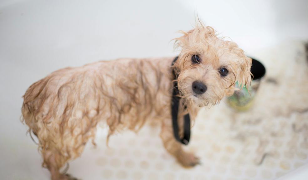 Cream Toy Poodle Puppy in Bathtub