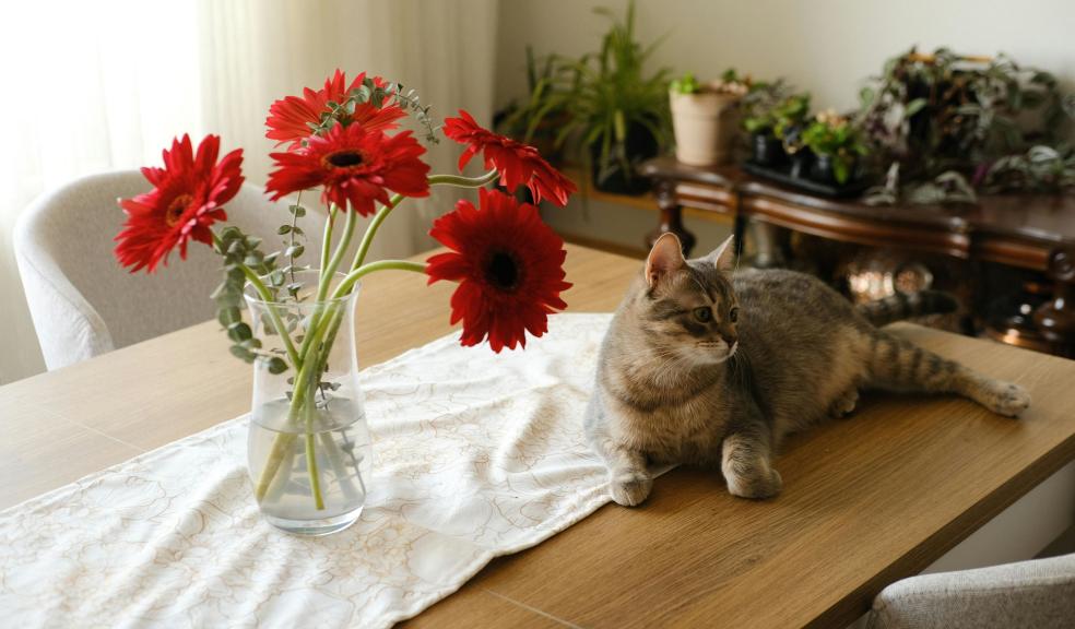 Cat Lying on Table next to Vase with Flowers