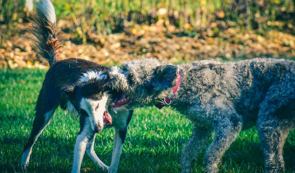 Purebred dogs biting each other on grassy meadow