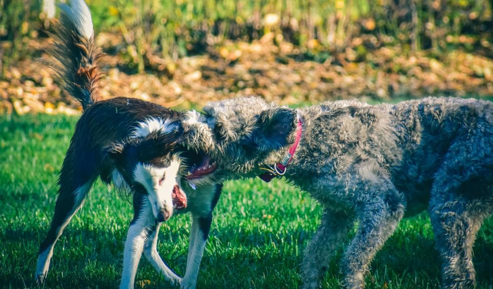 Purebred dogs biting each other on grassy meadow Purebred dogs biting each other on grassy meadow