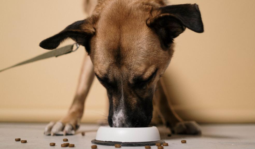 Close Up Shot of a Dog Eating