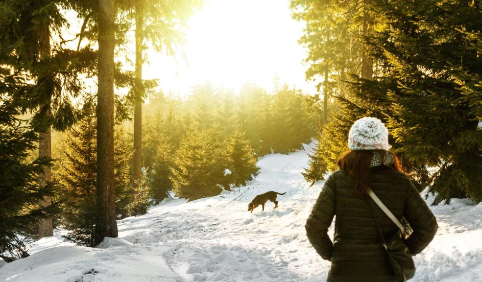 Rear View of Woman in Snow Covered Forest