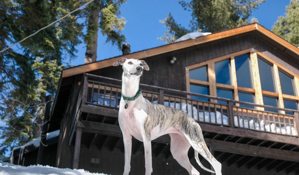 Greyhound on Snowy Ground Greyhound on Snowy Ground