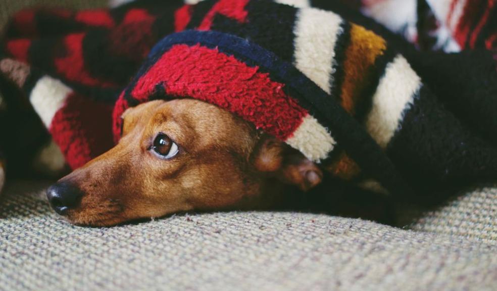 frightened small brown dog hiding under a checked blanket
