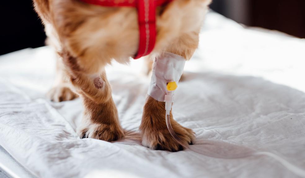 Dog with Intravenous Line on His Leg