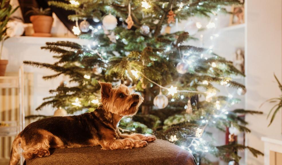 Dog sitting on a chair in front of a Christmas tree