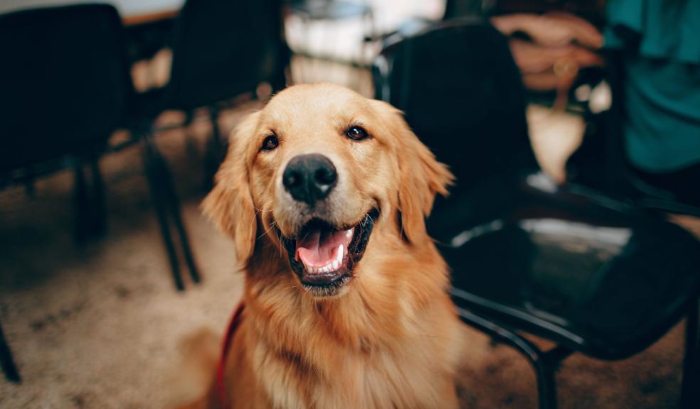 Short-coated Tan Dog