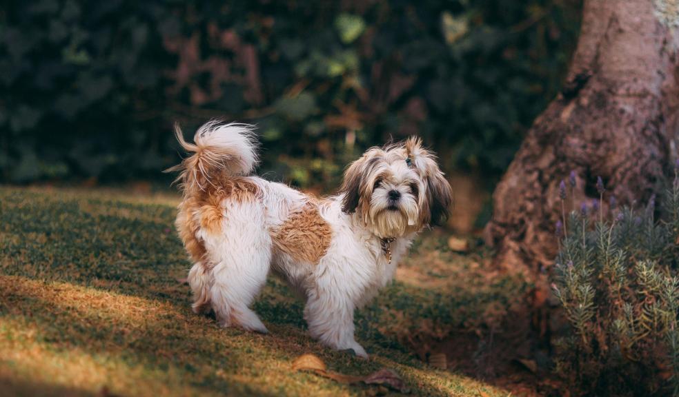 Dog Standing Beside Tree