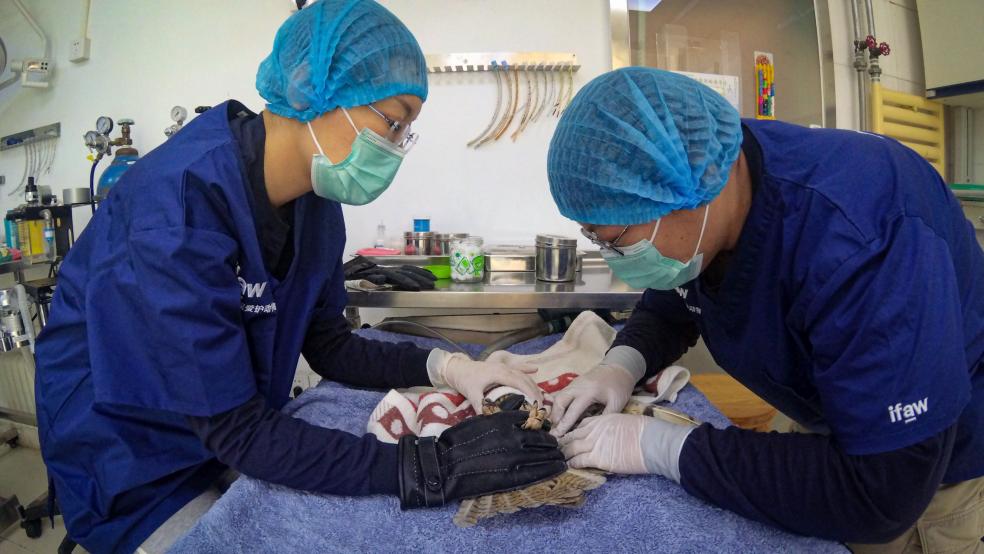 Veterinarians Operating on a Bird