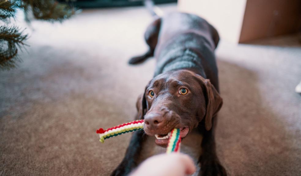 Dog Pulling His Toy