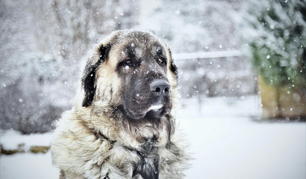A dog in the snow