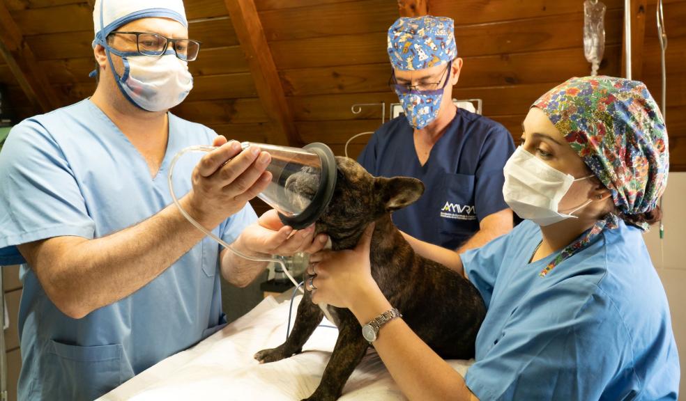 Vets Putting a Dog Under Anesthesia